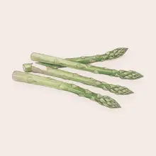 Asperge