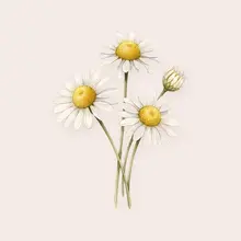 Camomille à l'aquarelle