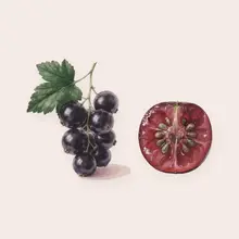 Cassis