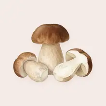 Cèpe