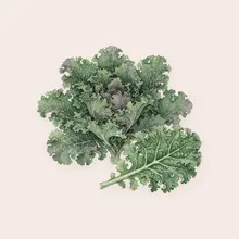 Chou kale