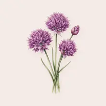Ciboulette en fleur à l'aquarelle
