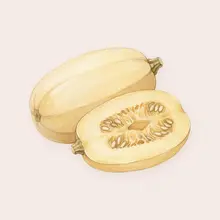 Courge spaghetti