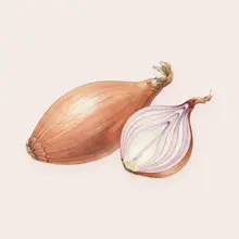 Échalote