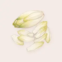 Endive