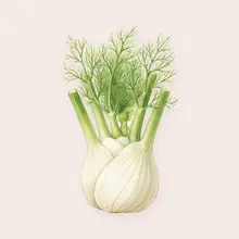 Fenouil