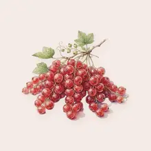 Groseilles