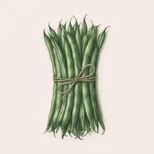 Haricots verts