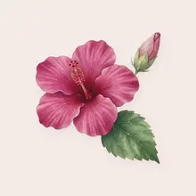 Hibiscus