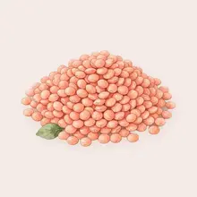 Lentilles corail à l'aquarelle