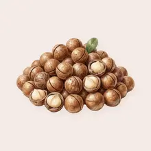 Macadamia