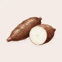 Manioc