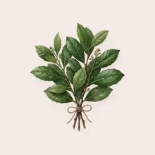 Maté