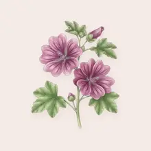 Mauve