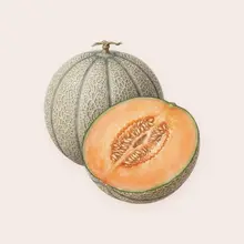 Melon