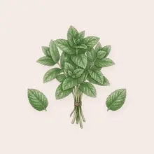 Menthe
