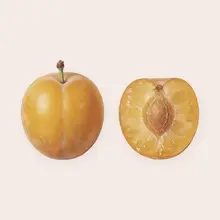 Mirabelle