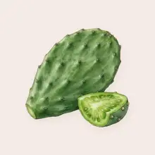 Nopal