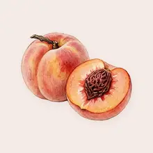 Pêche
