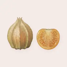 Physalis