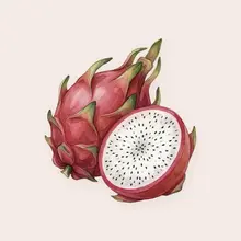 Pitaya à l'aquarelle