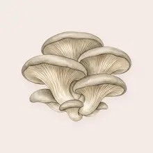 Pleurotes