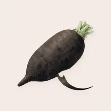Radis noir