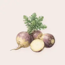 Rutabaga