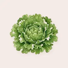 Salade