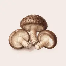 Shiitake