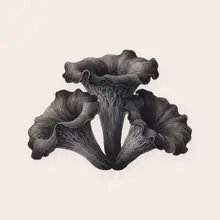 Trompette de la mort