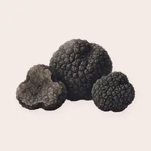 Truffe
