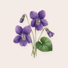 Violette