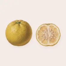 Yuzu à l'aquarelle